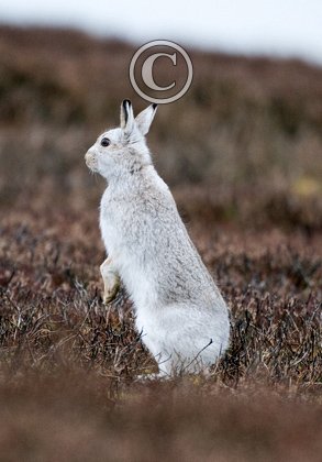 Mountain or Blue Hare DM0744